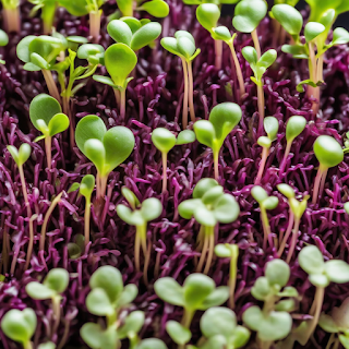 Preview screenshot for Microgreens