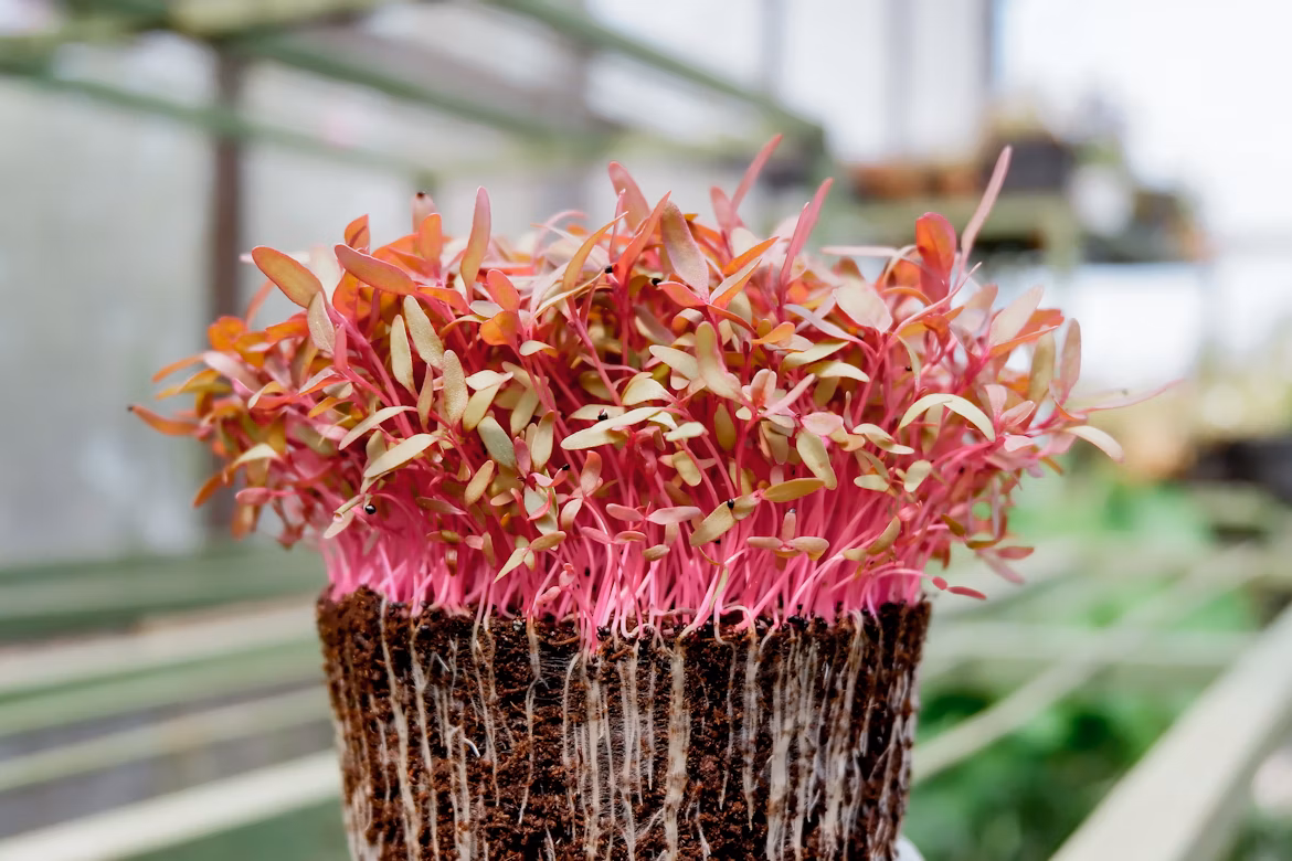 Close-up of mixed microgreens